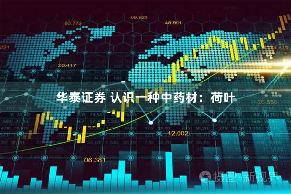 华泰证券 认识一种中药材：荷叶